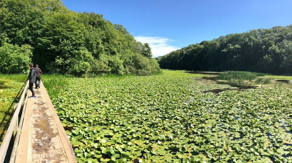 Pembrokeshire Walk 7 ~ Barafundle Bay & Stackpole circular walk – Short ...